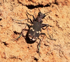 Cicindela sylvicola