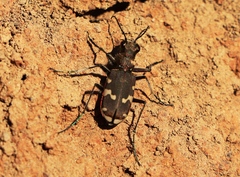 Cicindela sylvicola