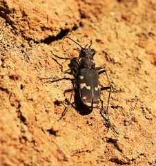 Cicindela sylvicola