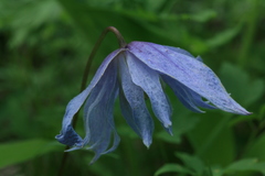Clematis macropetala