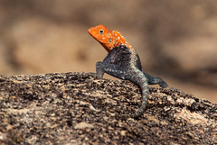 Agama kirkii