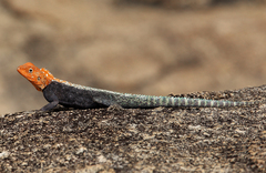 Agama kirkii