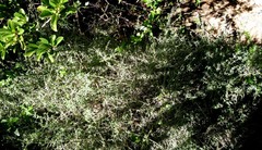 Pollichia campestris