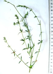 Pollichia campestris