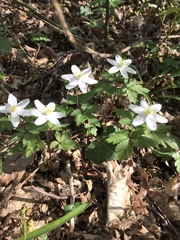 Anemonoides nemorosa