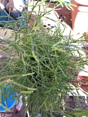 Hatiora salicornoides