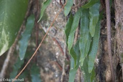 Microgramma lycopodioides