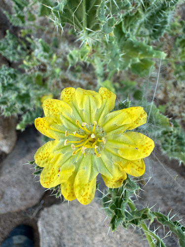 Codon schenckii (Codon schenckii)