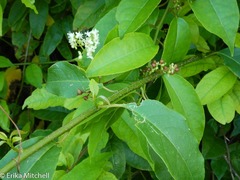 Trichostigma octandrum