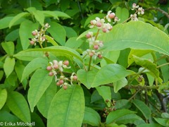 Trichostigma octandrum