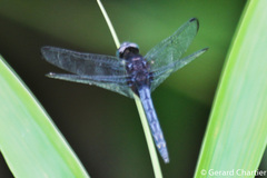 Indothemis limbata