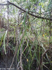 Selenicereus triangularis