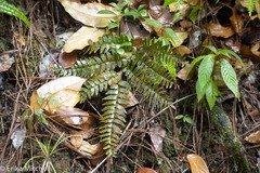 Adiantum villosum