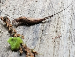 Nesomachilis