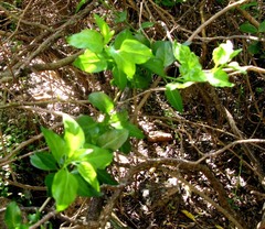 Solanum guineense