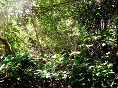 Solanum guineense