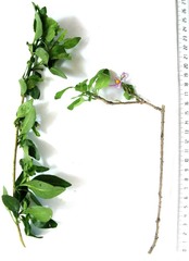 Solanum guineense