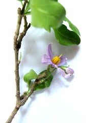 Solanum guineense