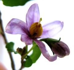 Solanum guineense