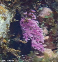 Stylaster roseus