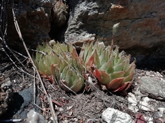 Haworthia cooperi isabellae
