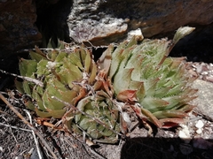 Haworthia cooperi isabellae