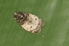 Antaeotricha umbratella