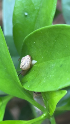 Asian Tramp Snail