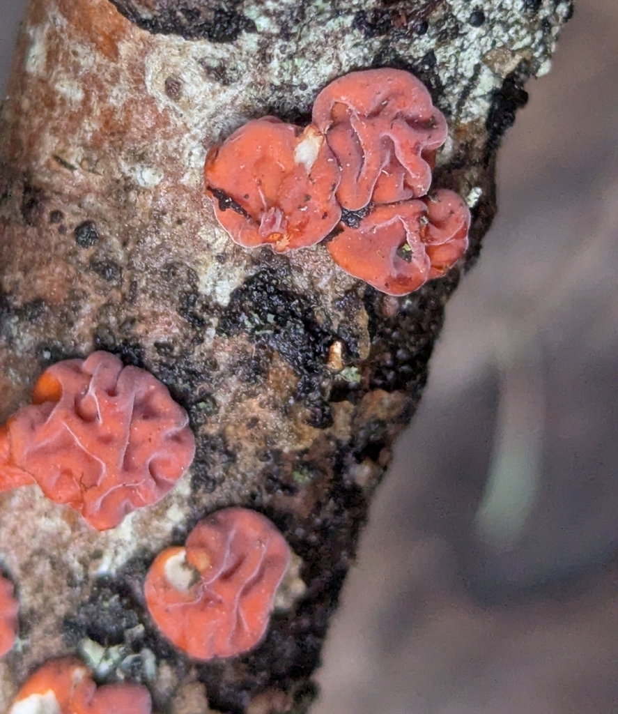 Red Tree Brain Fungus · May 2026 · photo: Photo: no rights reserved · iNaturalist