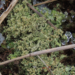 Cladonia subcariosa