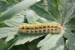 Diacrisia purpurata