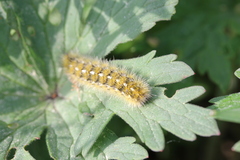 Diacrisia purpurata