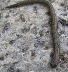 Batrachoseps gregarius