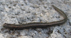 Batrachoseps gregarius