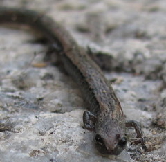 Batrachoseps gregarius