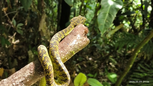 Highland Eyelash-Pitviper