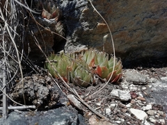 Haworthia cooperi isabellae