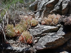 Haworthia cooperi isabellae