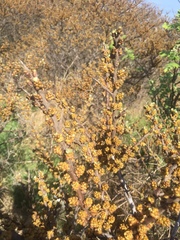 Hippophae rhamnoides