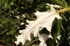 Berkheya cirsiifolia