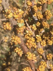 Hippophae rhamnoides
