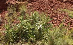 Berkheya cirsiifolia