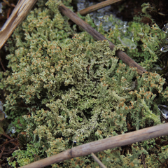 Cladonia subcariosa