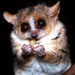 Mouse Lemurs - Photo (c) AJ Cann, some rights reserved (CC BY-NC-SA)