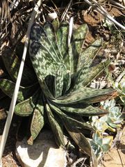 Gasteria bicolor