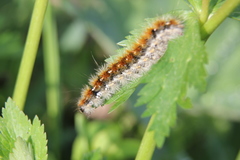 Diacrisia purpurata