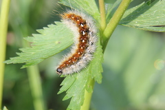 Diacrisia purpurata