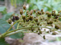 Sorbaria tomentosa