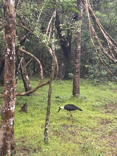 iNaturalist image