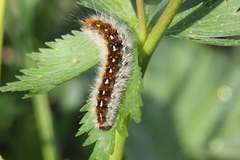 Diacrisia purpurata